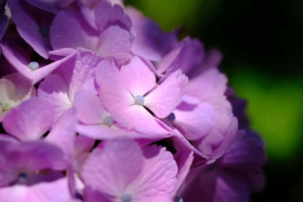 ピンクの紫陽花