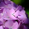ピンクの紫陽花