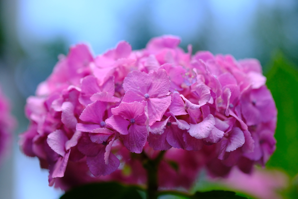 ピンクの紫陽花