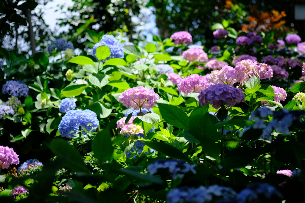 紫陽花の花たち