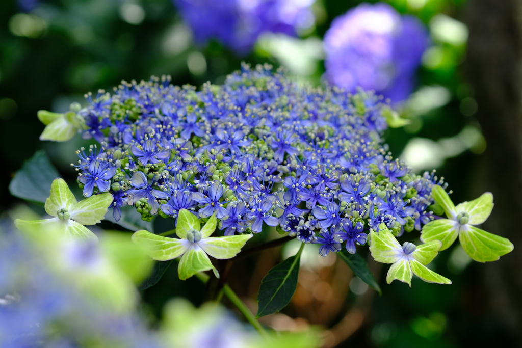 青と緑の紫陽花