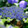 青と緑の紫陽花