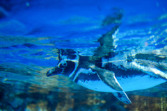 ぷかぷか浮かぶペンギン