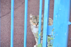 たぶん、ボス。