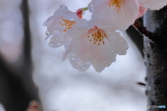 雨上がりのソメイヨシノ