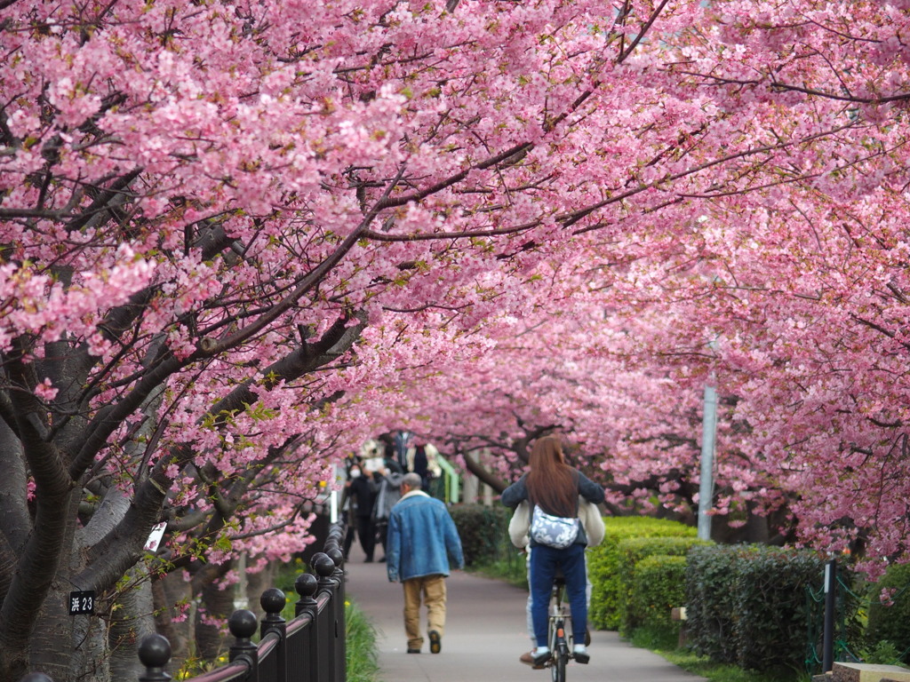 河津桜
