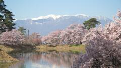 雪山と桜