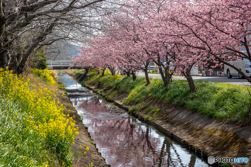 春の香り