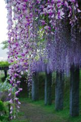 雨上がりの藤の花