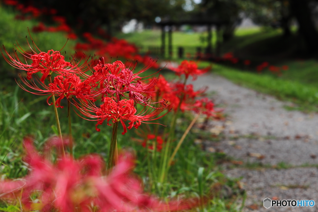 公園の彼岸花