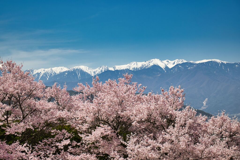 木曽山脈と高遠の桜
