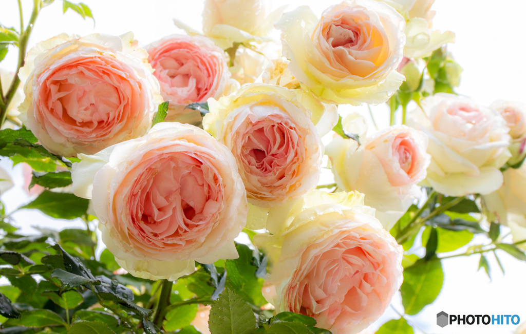 ロソマーネジャノンの花束