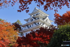 郡上八幡城の紅葉