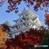 郡上八幡城の紅葉