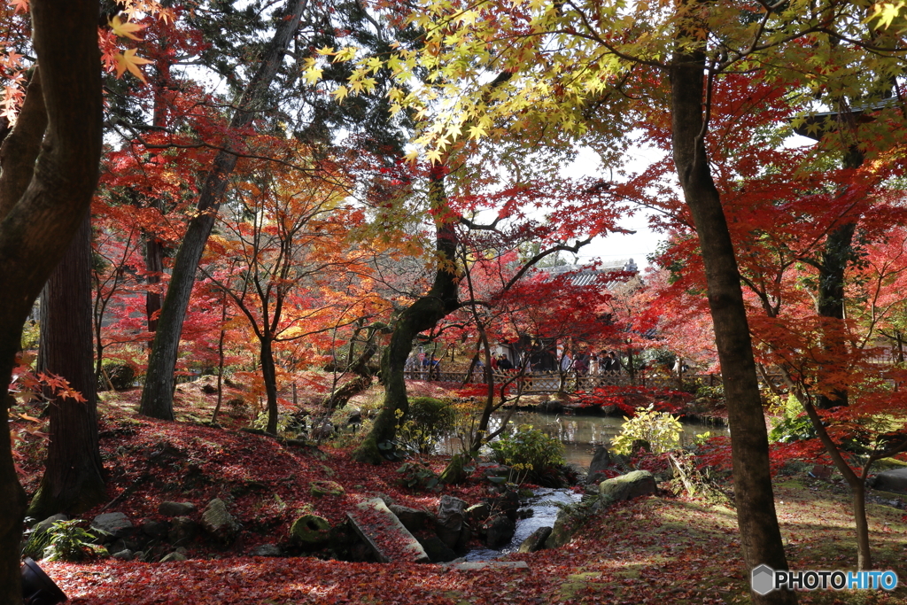 紅葉