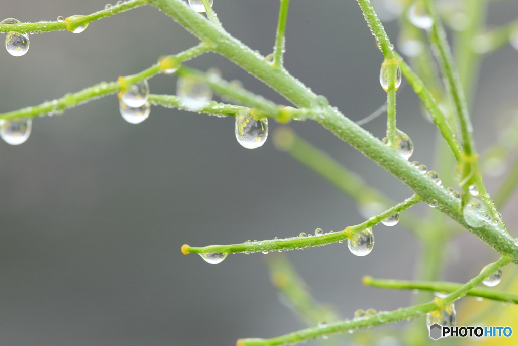 雨上がりの菜の花