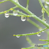 雨上がりの菜の花