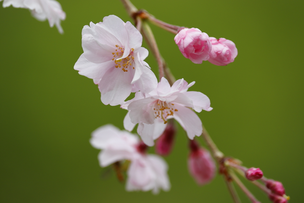 しだれ桜