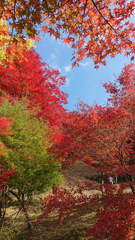 紅葉散策～青天井