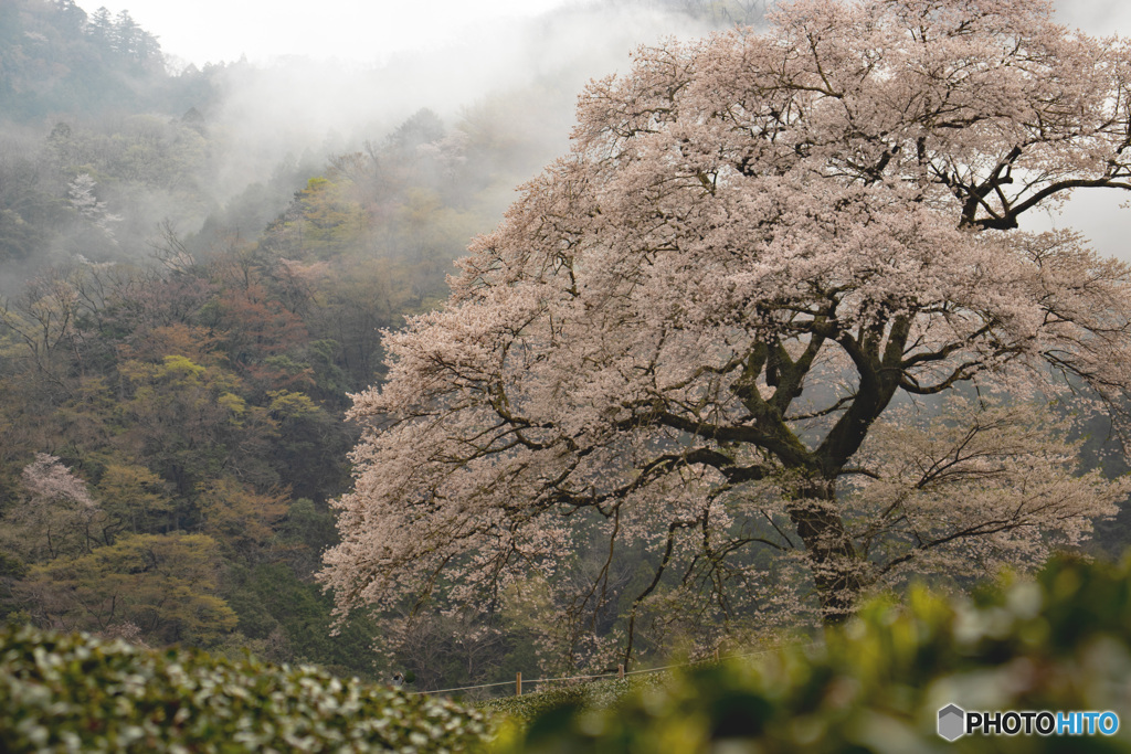 牛代の水目桜（エドヒガン）