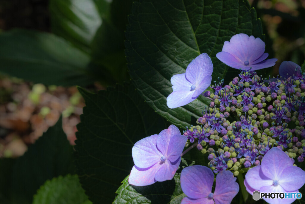 紫陽花
