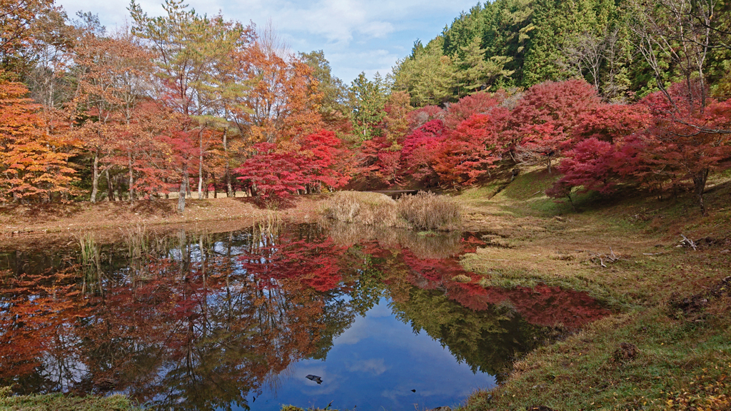 紅葉散策～リフレクション