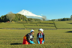 富士お茶娘