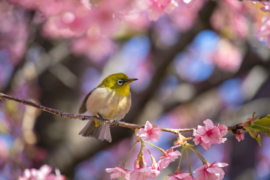 春の訪れ