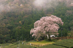 孤高の桜