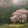 孤高の桜