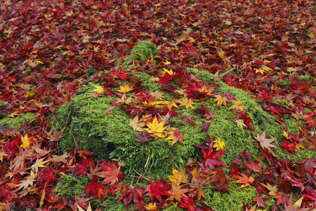 苔のテーブル