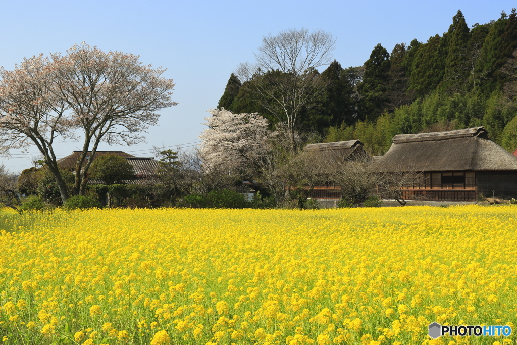 狩宿の桜のお隣