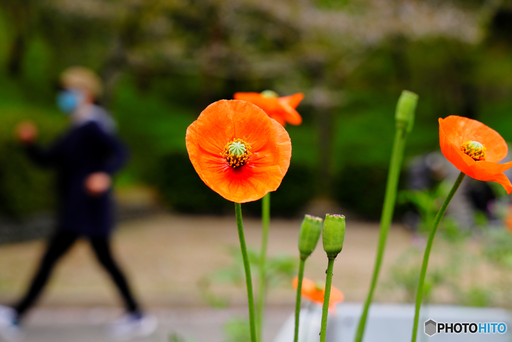 花とウォーキング