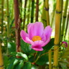 一凛の花