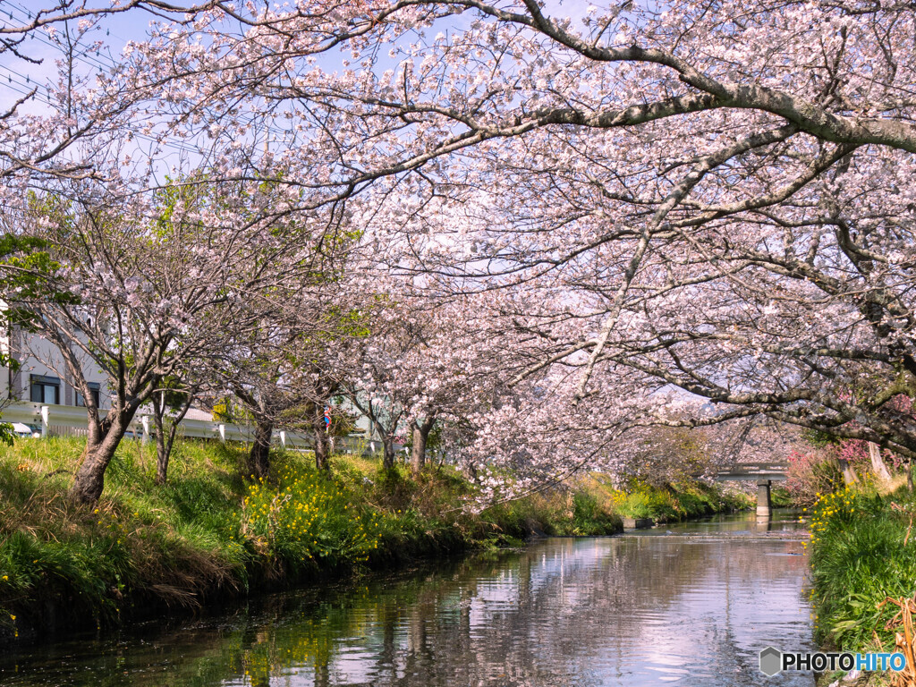 黒石川の桜