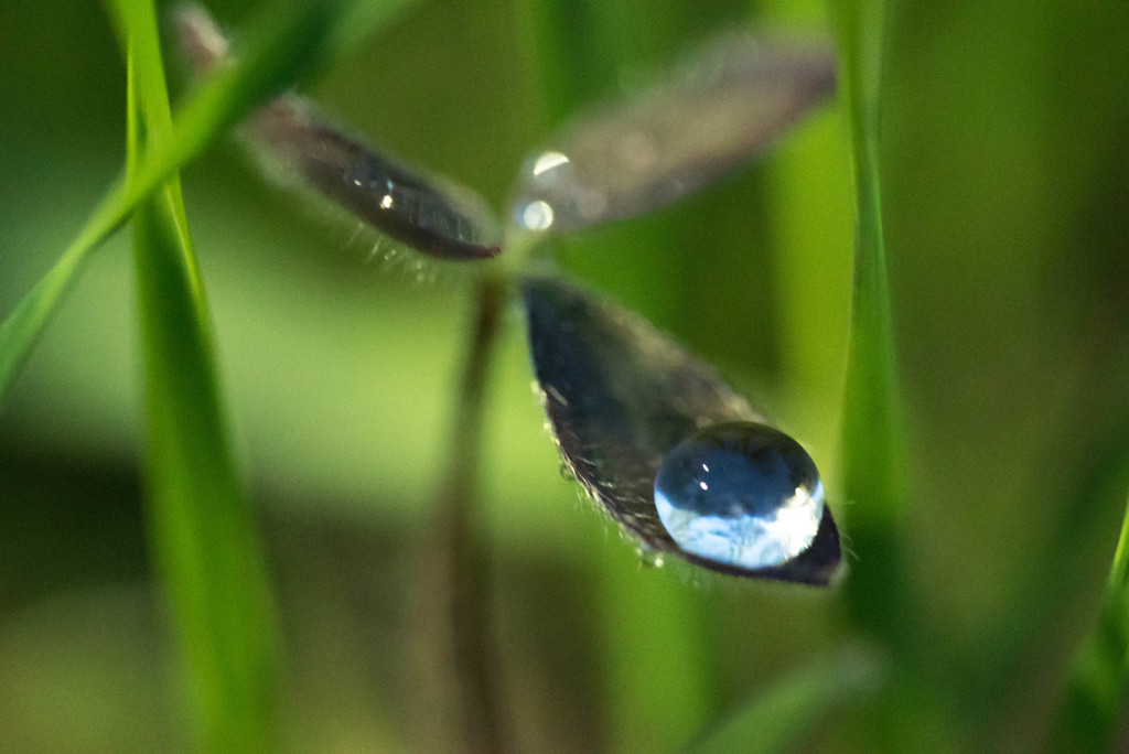 葉露 By つくえ Id 写真共有サイト Photohito