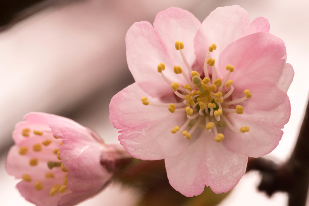 桜（マクロ）