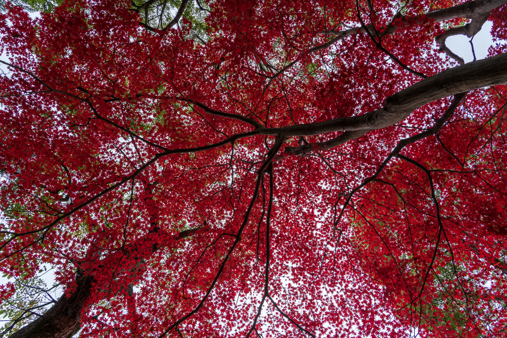 真紅の紅葉
