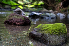 清流、苔むす