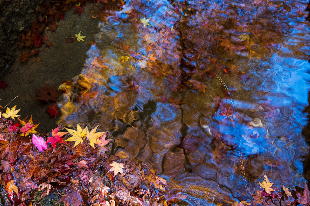 水際の紅葉たち