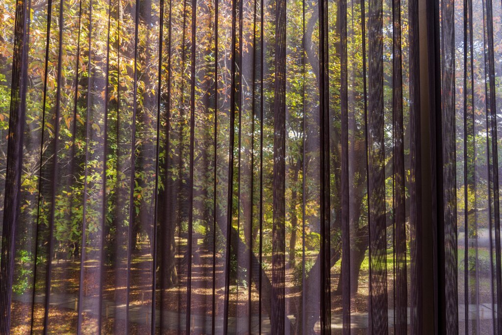 シースルー紅葉