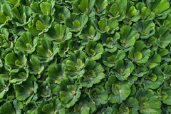 Natural Pattern