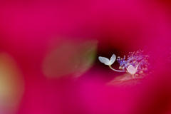 A Red Moment