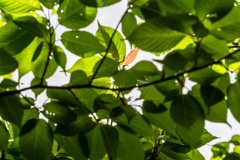 紅一点