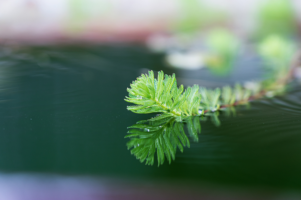 Reflection