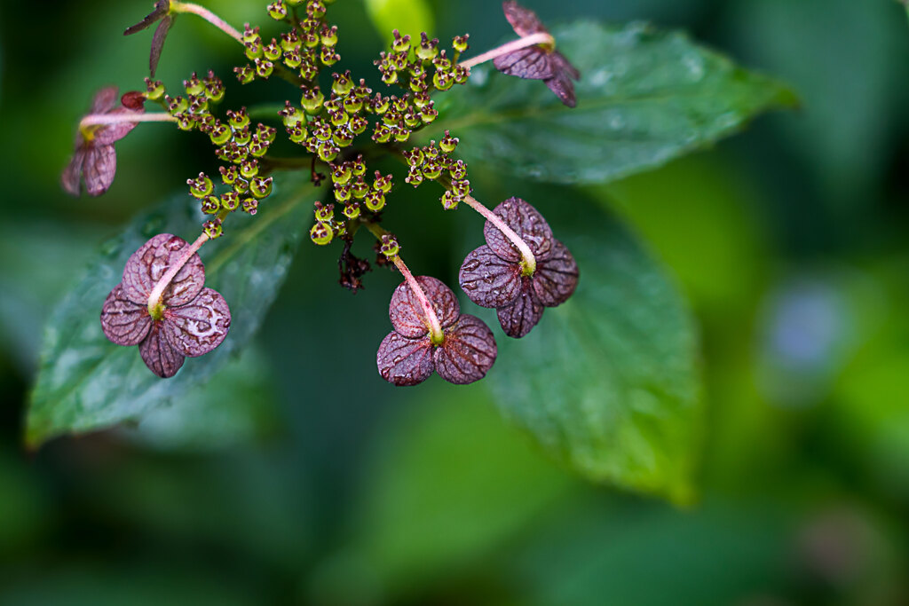 Hydrangea