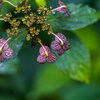 Hydrangea