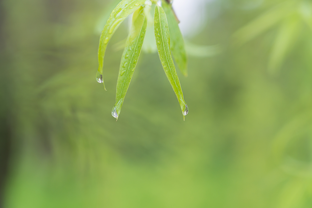 雨の音に