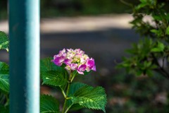路傍の紫陽花