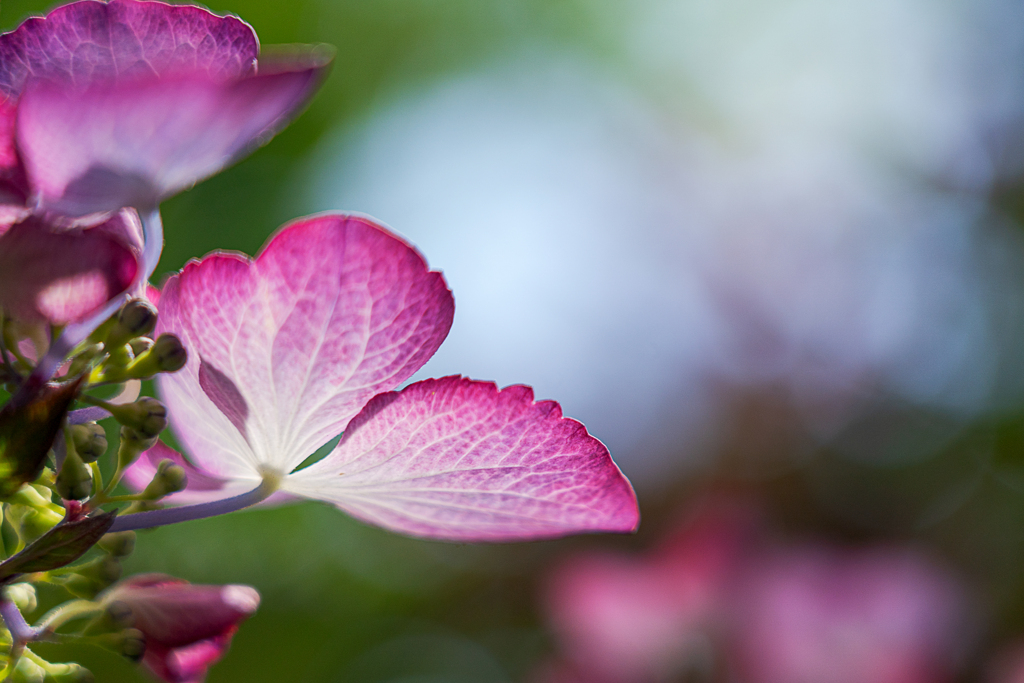 紫陽花をどう撮るか